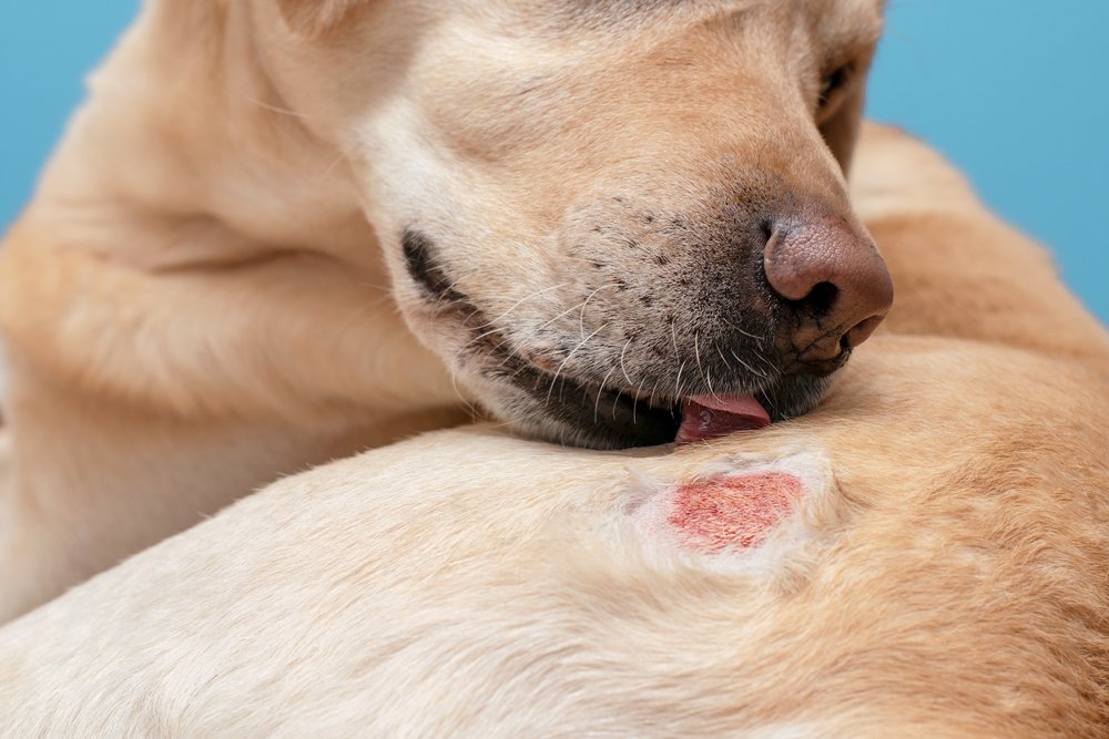 Kurap/Ringworm Pada Anjing: Deteksi, Pencegahan dan Pengobatan